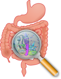 Influencia de los polifenoles en la microbiota intestinal